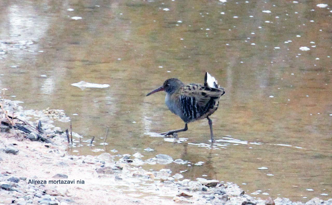 water rails 