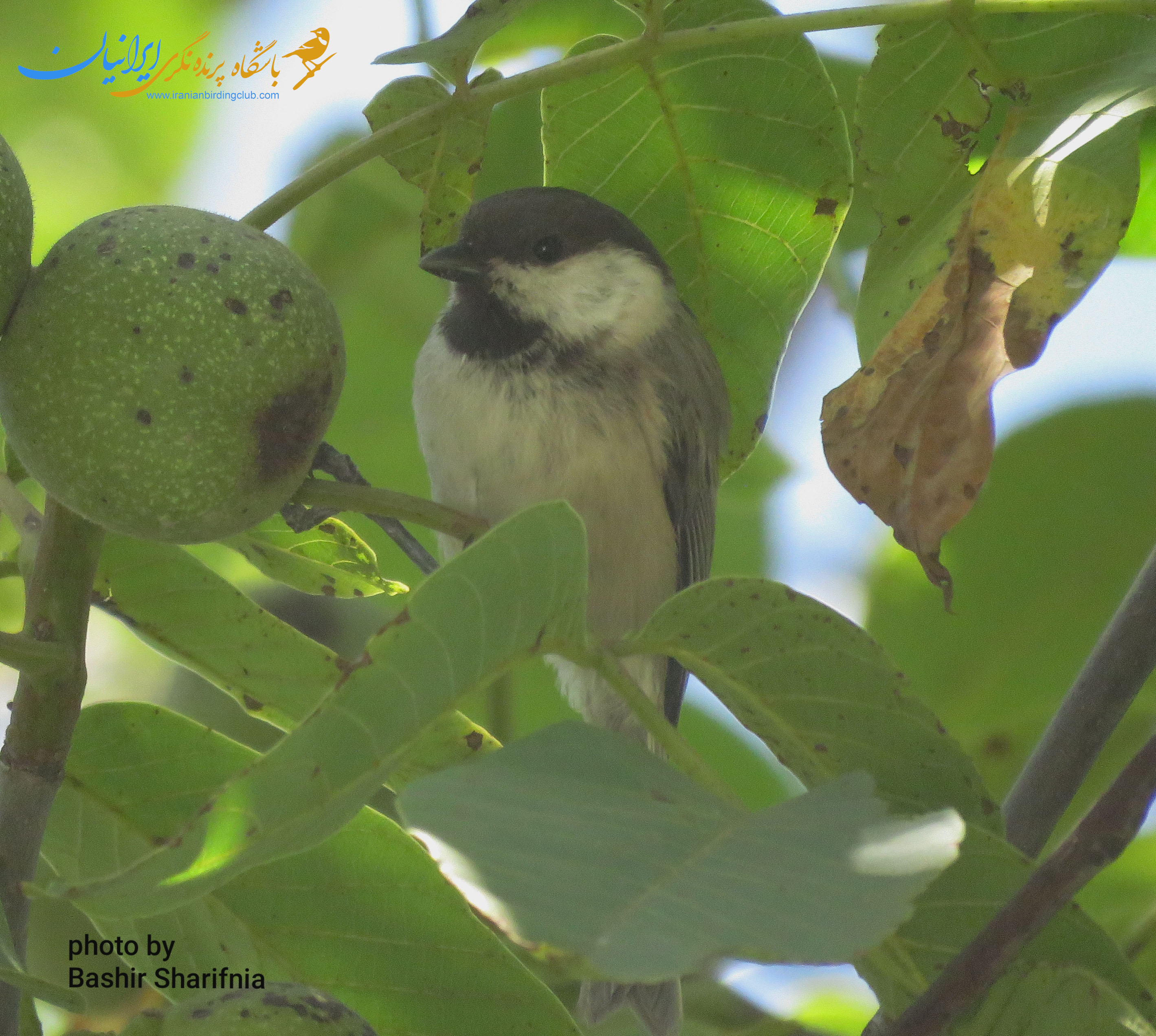 Casoian Tit - Hyrcanian Tit