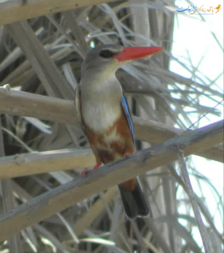 gray-headed-kingfisher