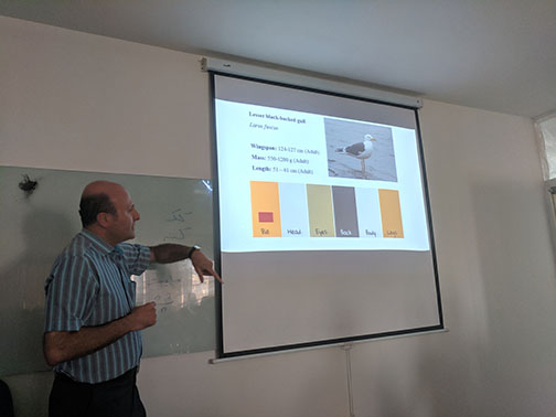 Dr. Hamid Jabbari explaining the identification tips of Lesser Black-backed Gull 