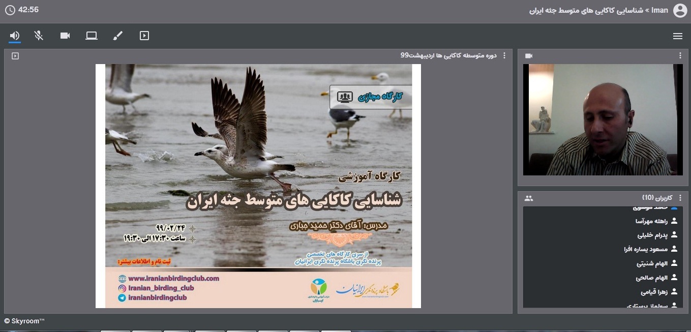 کلاس مجازی کاکایی های متوسط جثه ایران