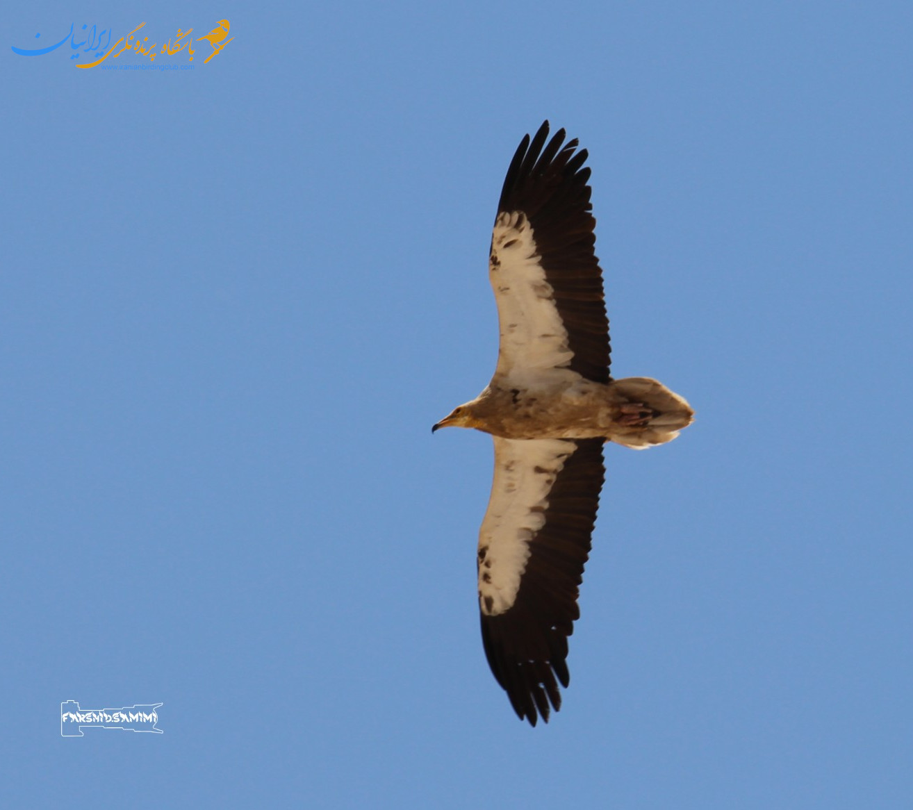 کرکس مصری - Egyptian Vulture