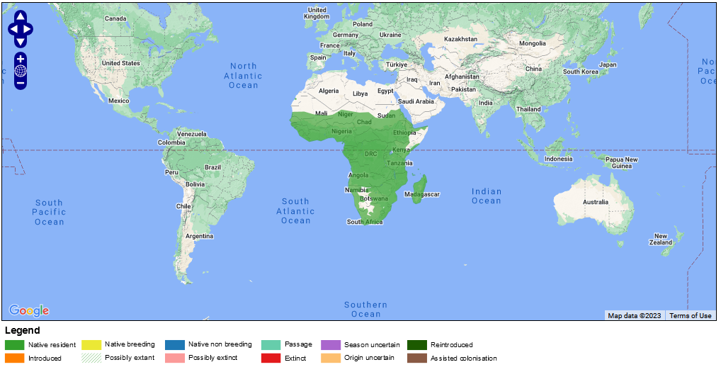 نقشه پراکنش کلاغ ابلق آفریقایی
