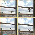 چرا پرندگان به شیشه یا پنجره خانه ضربه می زنند؟