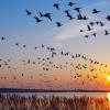 تأثیر تغییرات اقلیمی بر مهاجرت پرندگان