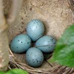 چرا تخم پرندگان رنگارنگ است؟ طبق تحقیقات جدید، این موضوع به شکل لانه پرنده‌ها مربوط است