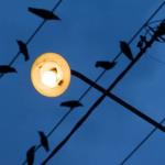 آلودگی نوری باعث می‌شود پرندگان زودتر لانه بسازند - که شاید چیز بدی هم نباشد
