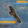 پروژه آموزشی-ترویجی پایش پرندگان شکاری کوچرو هیرکان | پاییز 1402
