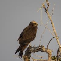 خور تیاب