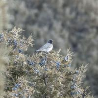 امین آباد (فیروزکوه)، نمرود، هرانده