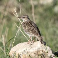 لواسان (مسیر سرآسیاب به کوهسار)