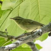 مسیر کوهپیمایی رحمان آباد به باغچه خلیل دارآباد