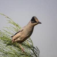 شکر آباد