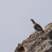 منطقه حفاظت شده پرور