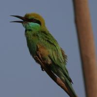بندرعباس
