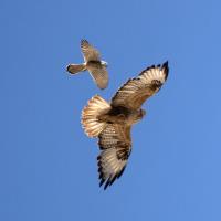 بوشهر(تنگه شکرک-تنگه خیرک)