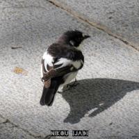 تهران نیاوران