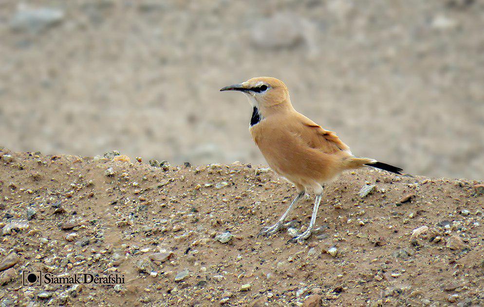 pleske's ground jay