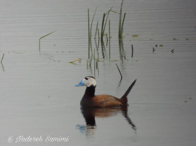 White-headed Duck