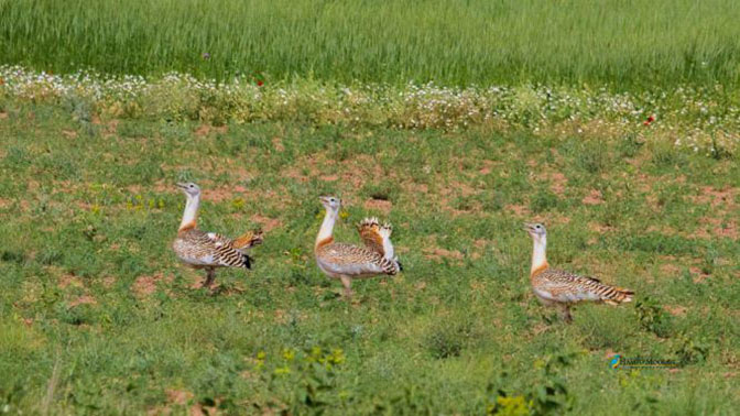 Great Bustard