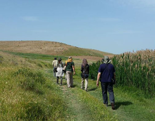 looking for Bearded Reedling