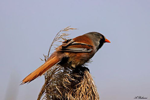 Bearded Reedling