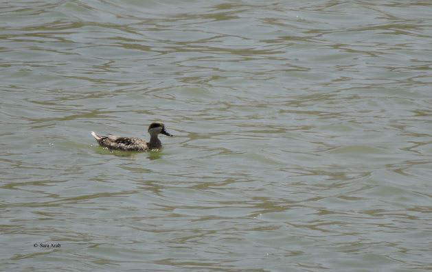 Marbled Duck