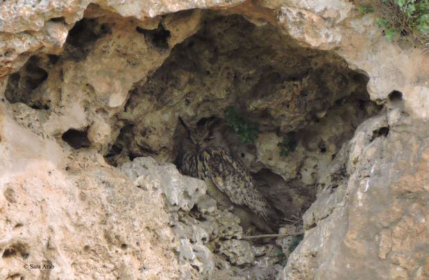 Eurasian Eagle Owl