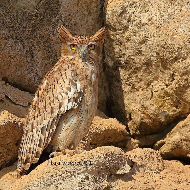 Brown Fish Owl