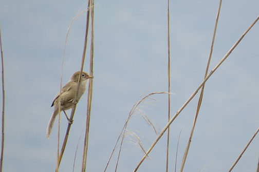 Iraq Babbler