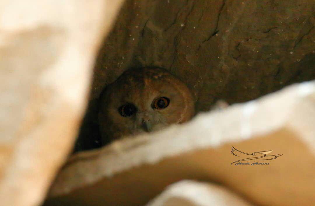 Omani Owl