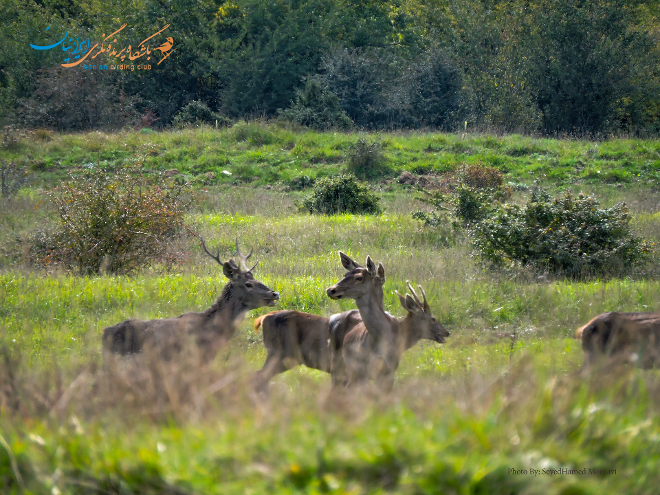 Maral, Red deer