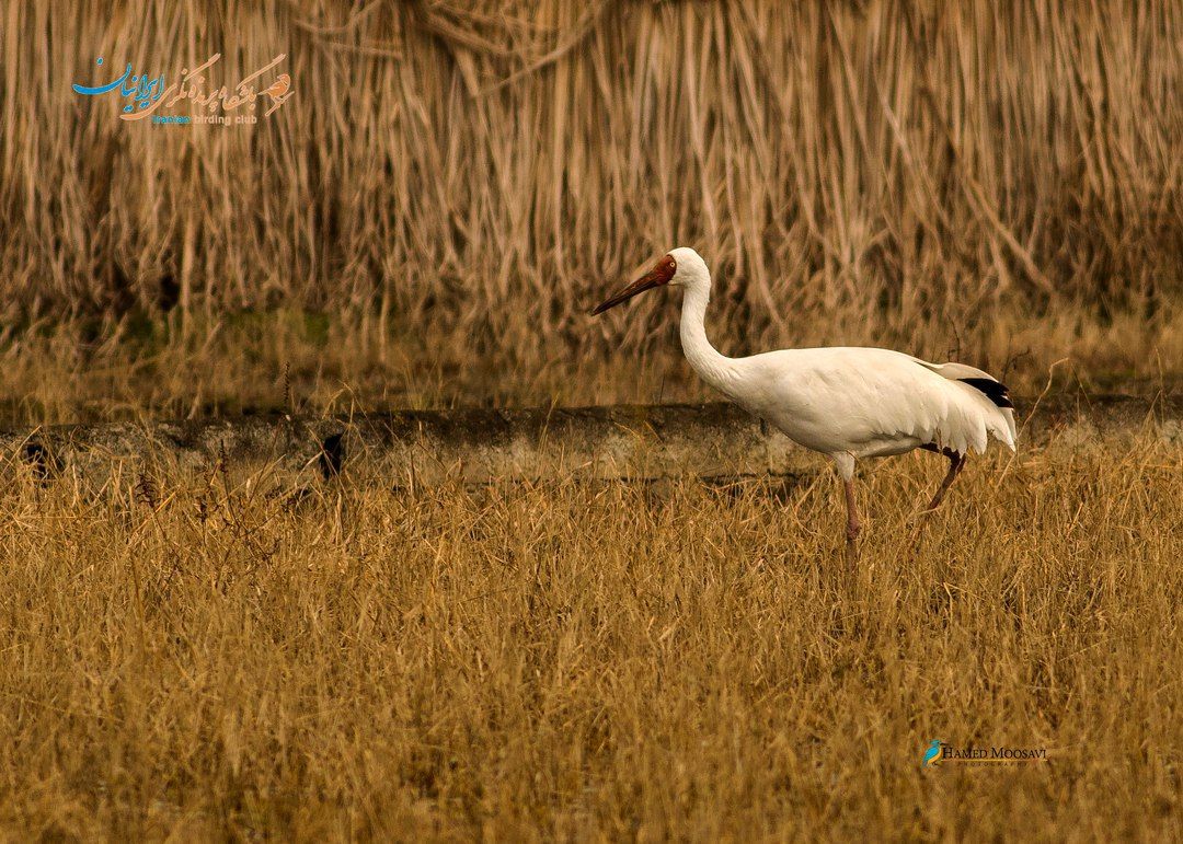 Omid, Siberian Crane