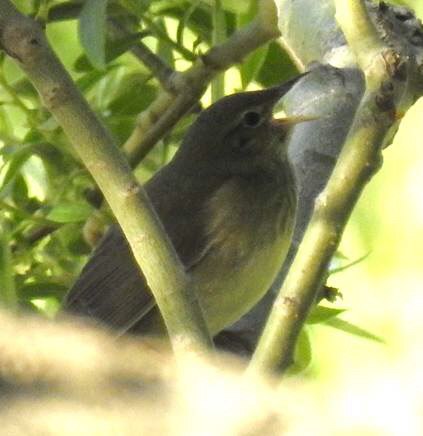 River Warbler