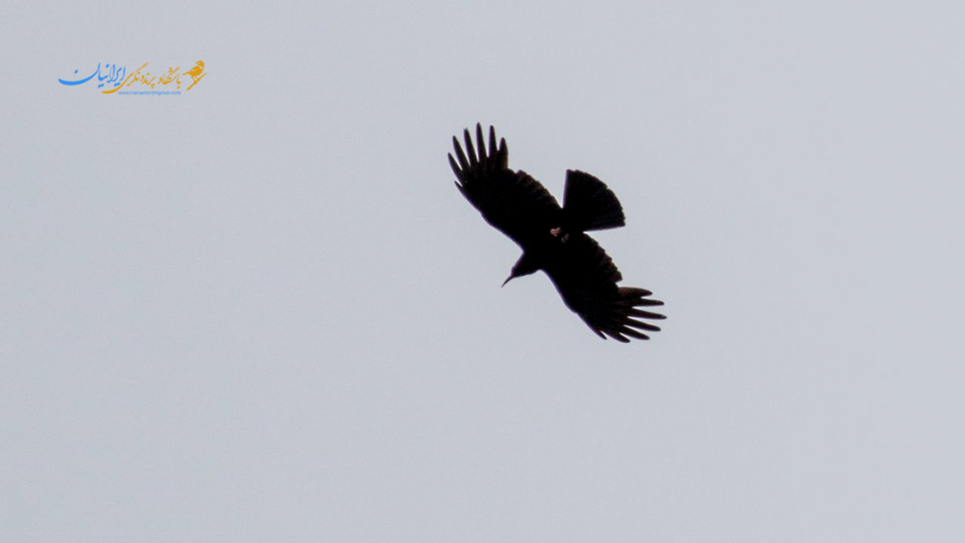 Red-billed Chough 