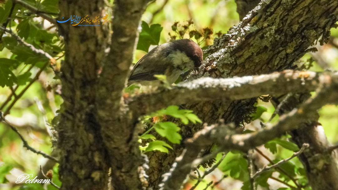 Hyrcanian (Caspian) Tit 