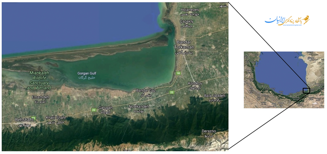 گلوگاه مهاجرتی پرندگان