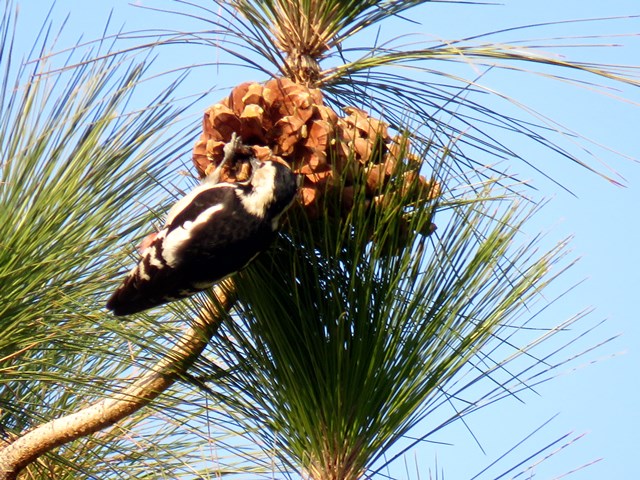 دارکوب