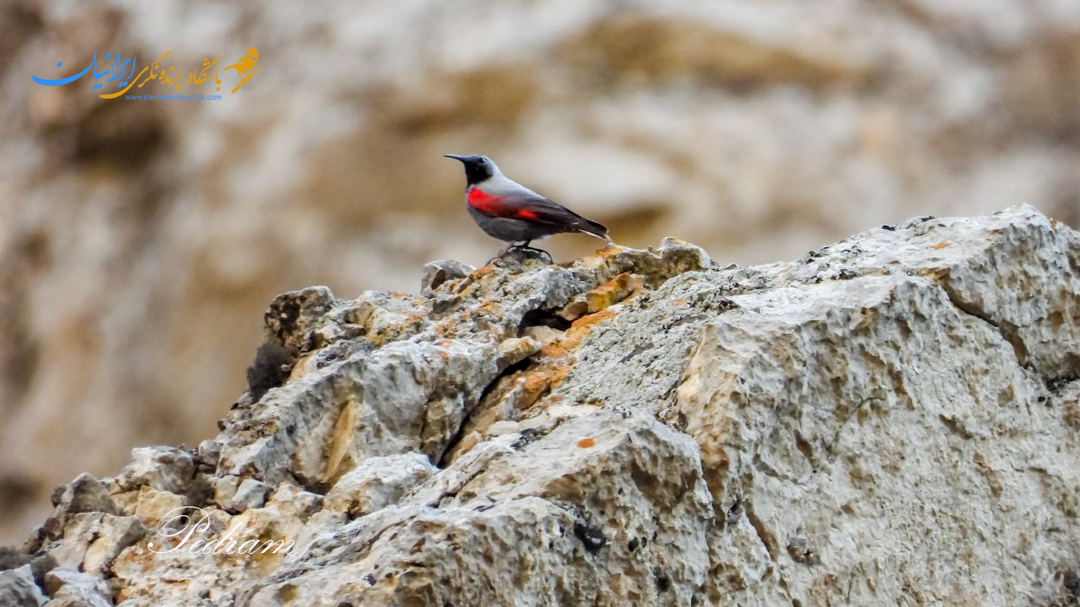 Wallcreeper