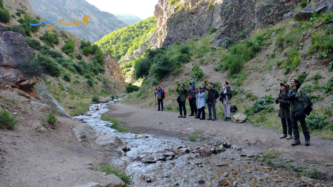 پرنده نگری دیوار خرک- در حال تماشای دیوارخزک