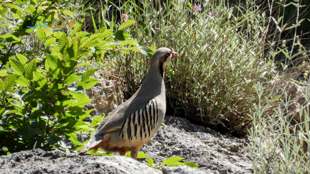 Chukar Partridge