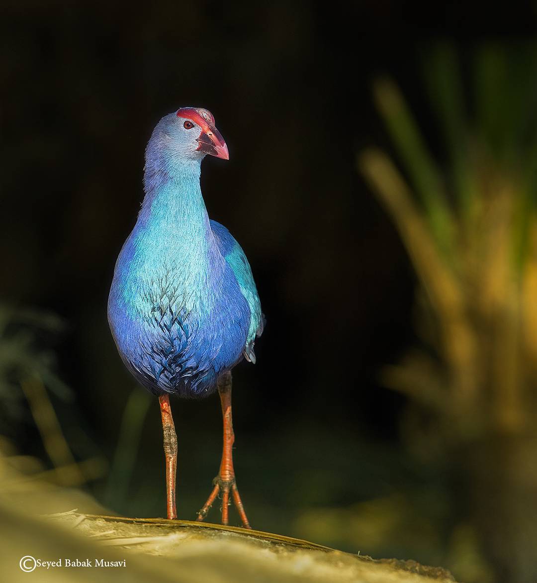 طاووسک