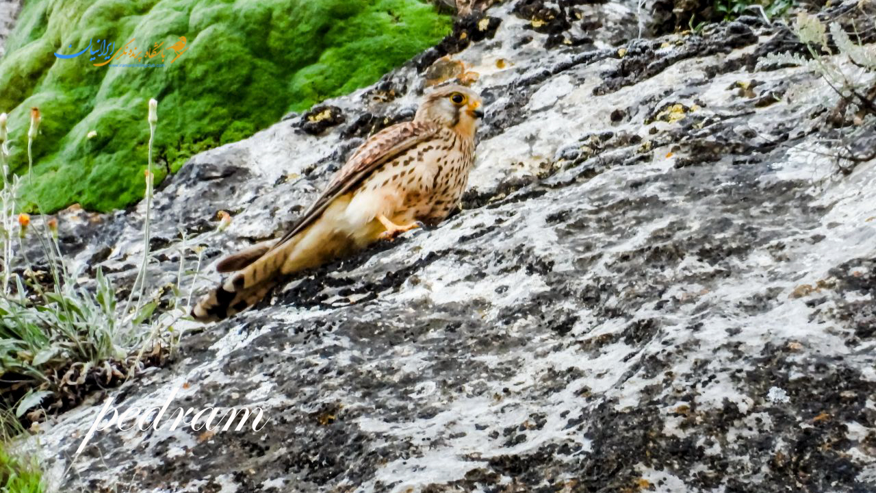 Common Kestrel