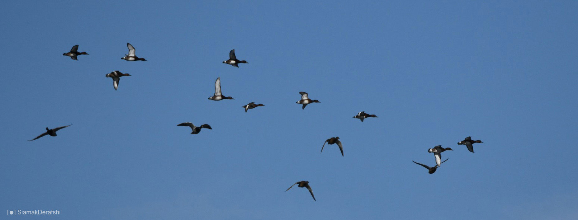 Tufted Duck_Iranian Birding Club_Siamak Derafshi