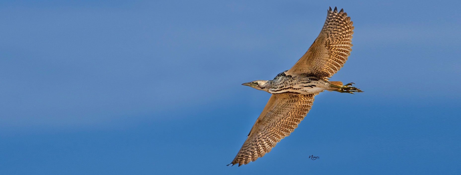 Eurasian Bittern_Naser Malekzadeh_Iranian Birding Club Jolfa Aras birdwatching tour