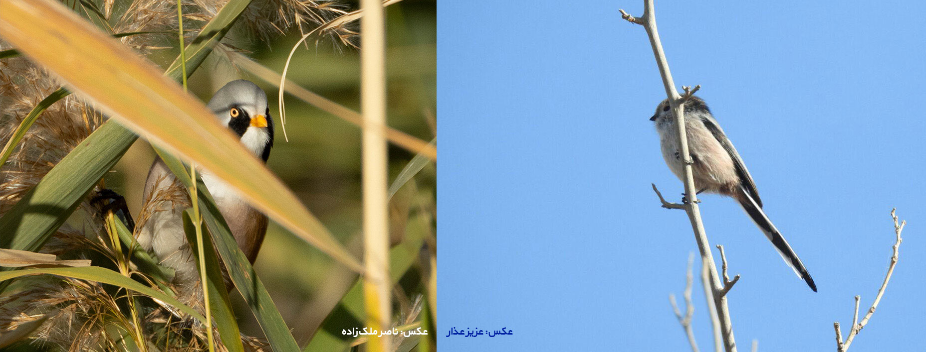Bearded reedling_long-tailed tit_Aras Julfa birdwatching tour_Iranian Birding Club_Aziz Ozr_Naser Malekzadeh