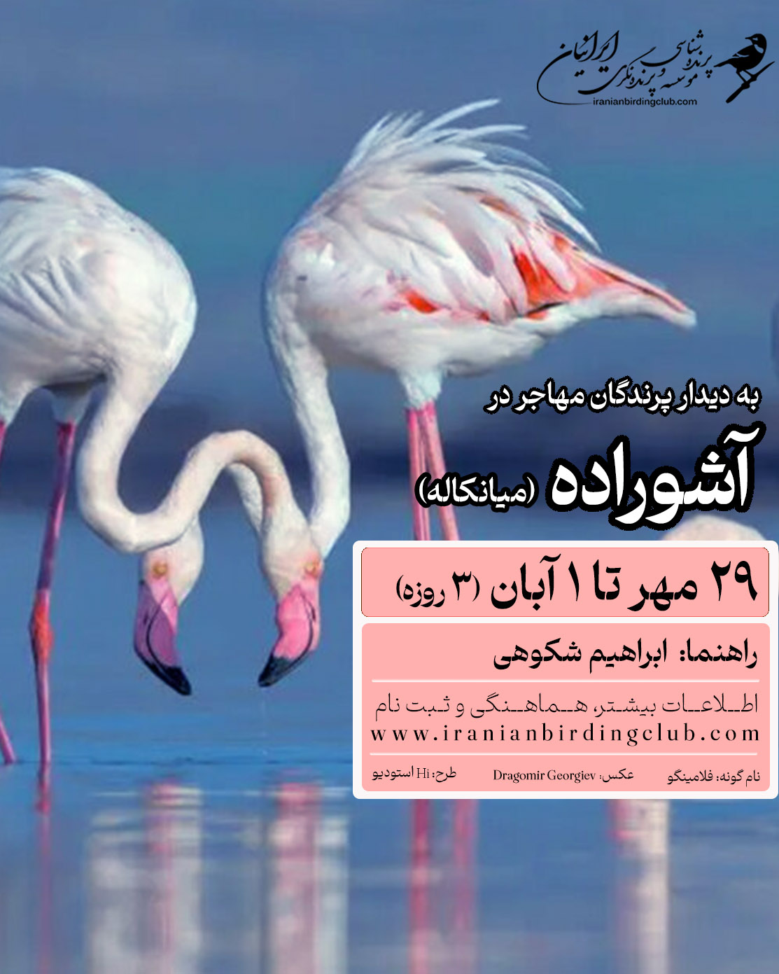 Birdwatching in Miankaleh_Iranian Bird Club_Flamingo