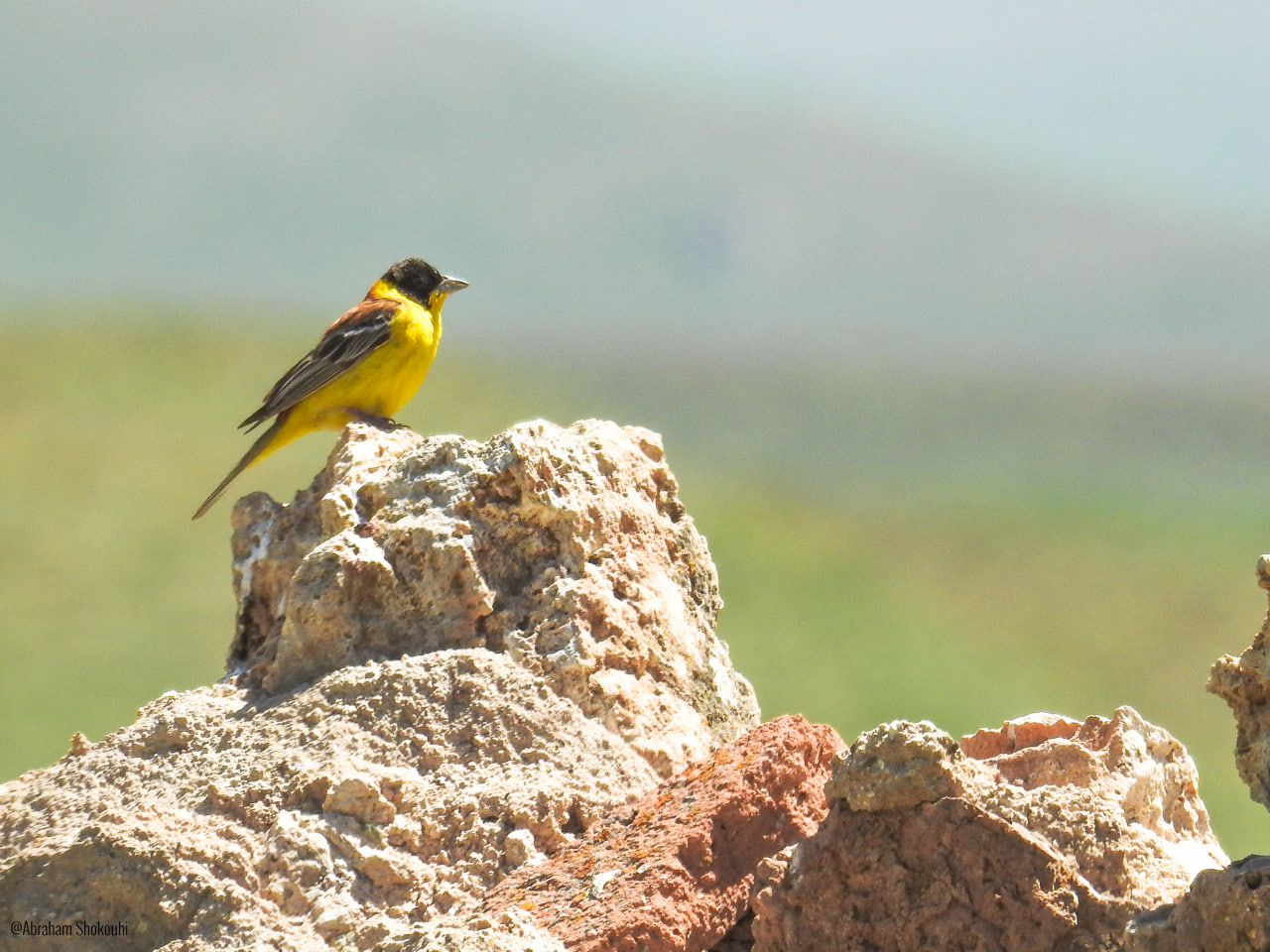 Black-headed Bunting_Abraham Shokouhi_Iranian Birdin Club