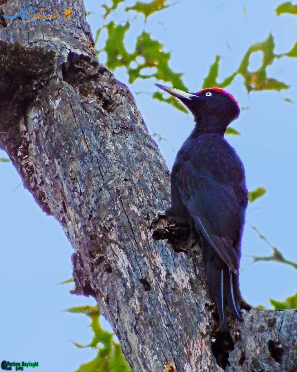 دارکوب سیاه