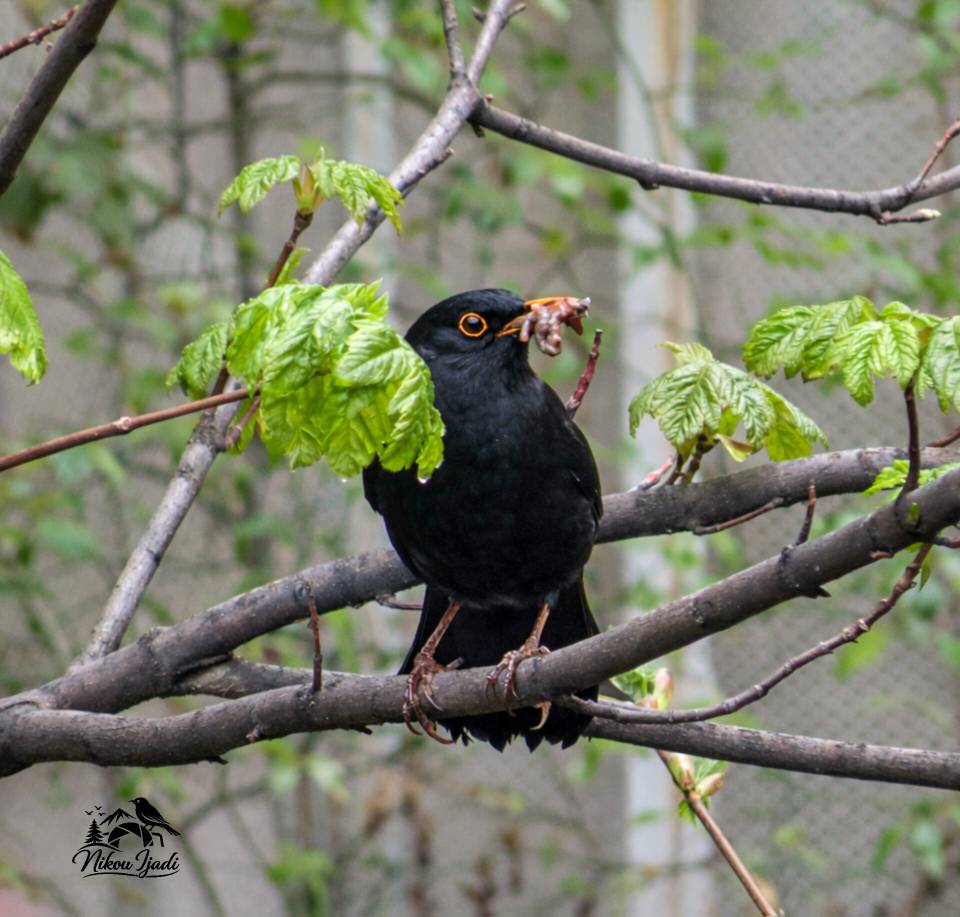 Blackbird_Nikou Ijadi_Iranian Birding club